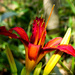 Tiger Lily - and Almost Hidden Visitor by milaniet