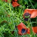 Day 176 - Thistles win, poppies lose. by wag864