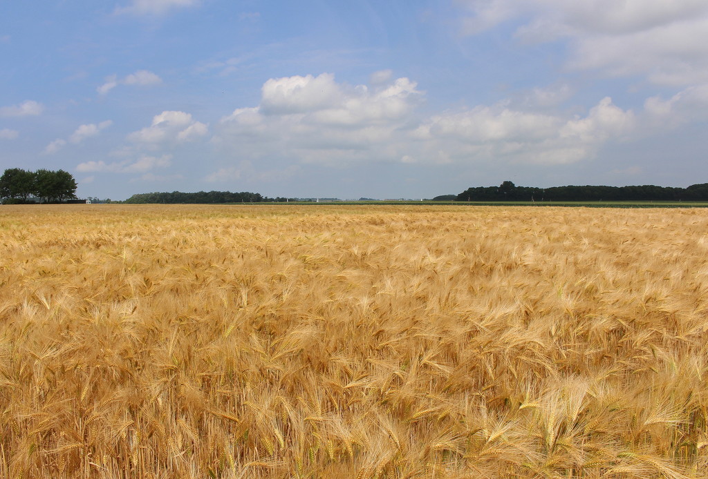 Barley . by pyrrhula
