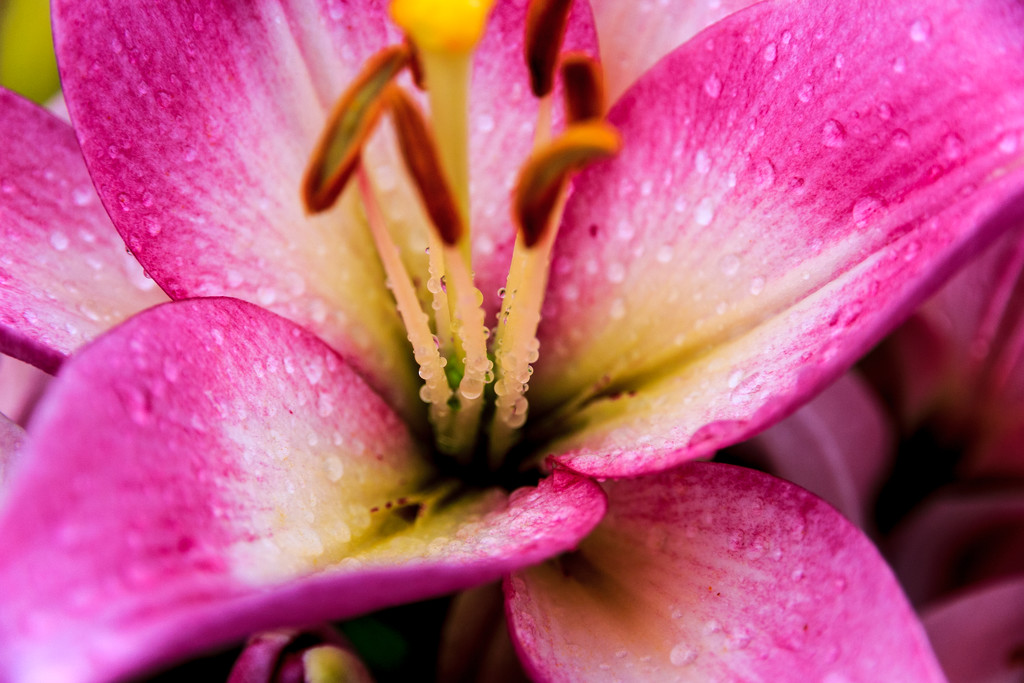 Rain Drops on Lily Stems by clay88