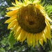 Sun Streaks by daisymiller