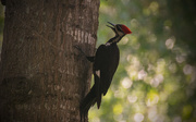 25th Jun 2016 - Pileated Woodpecker!
