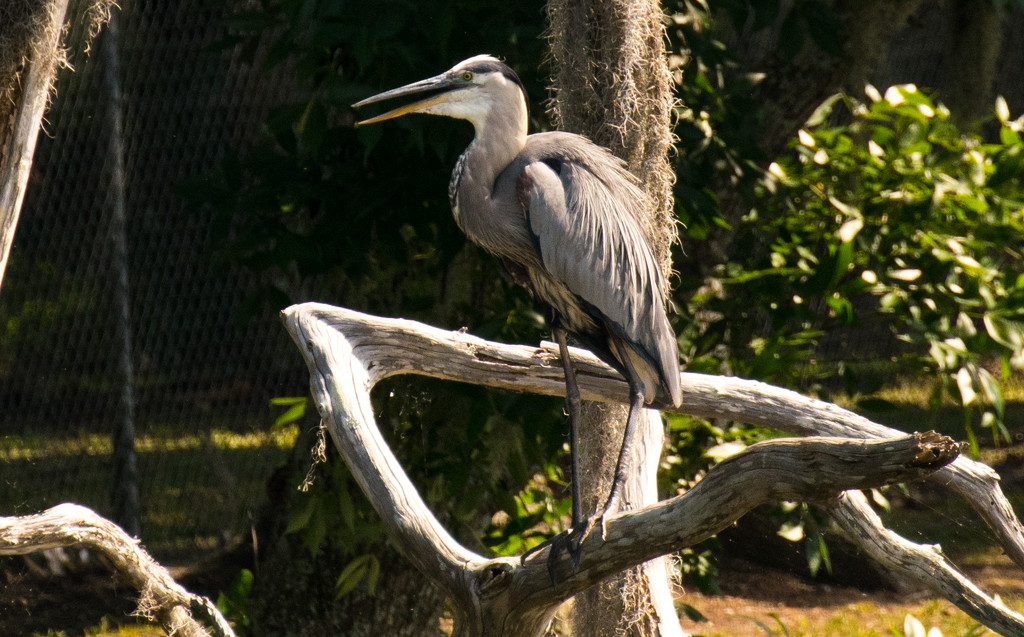 Afternoon Blue Heron! by rickster549
