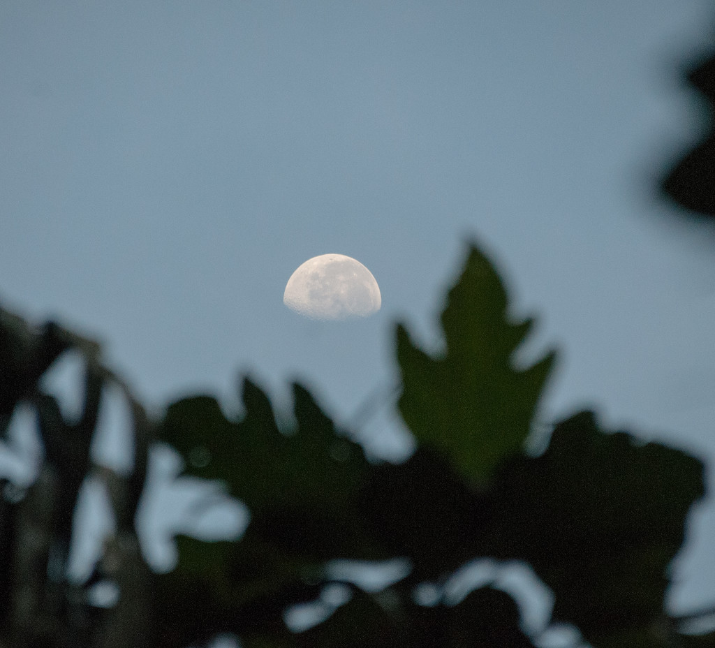 Morning moon by ianjb21