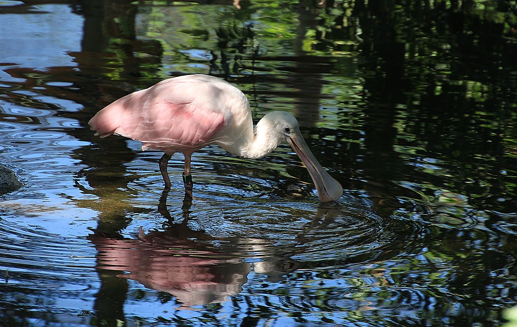 Pink flamingo by kiwinanna