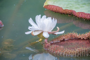 27th Jun 2016 - Water Lily 1 week on