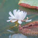 Water Lily 1 week on by ianjb21