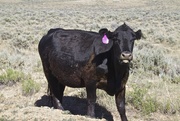 25th Jun 2016 - Montana Cows #2: Black Angus