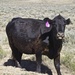 Montana Cows #2: Black Angus by jetr