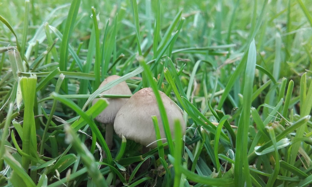 Mushrooms by dragey74