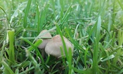 20th Jun 2016 - Mushrooms
