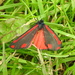 Cinnabar Moth 2 by oldjosh