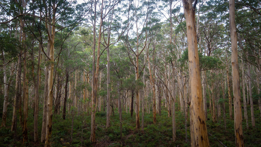 Boranup Forest by jodies