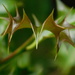 Prickly holly leaf by 365anne