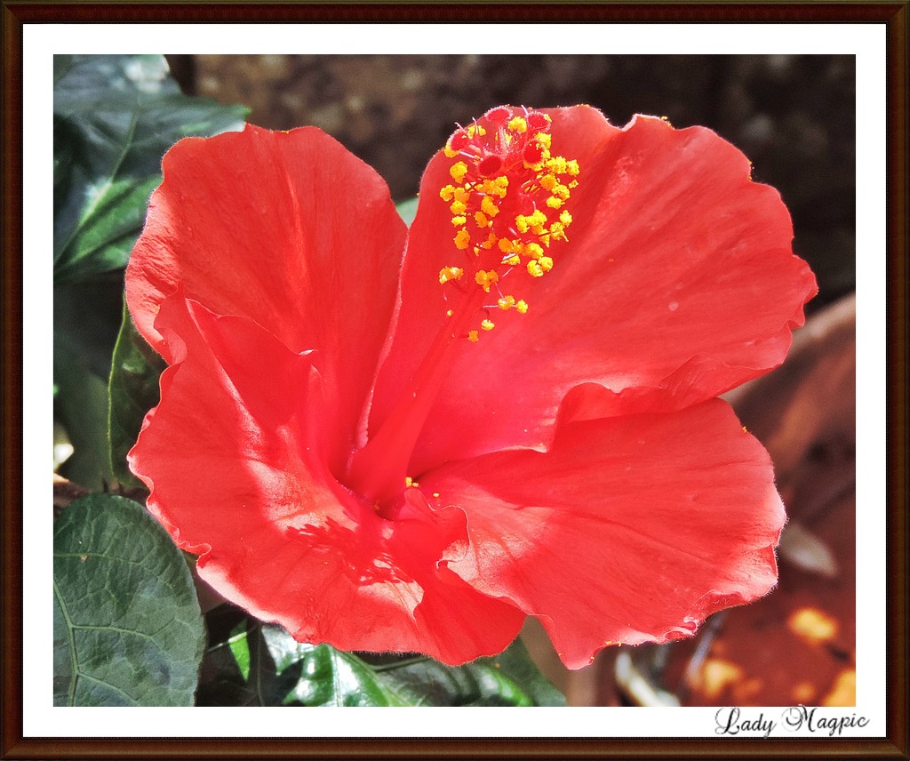 A Fiery Begonia by ladymagpie