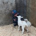  Hello little goat by happypat