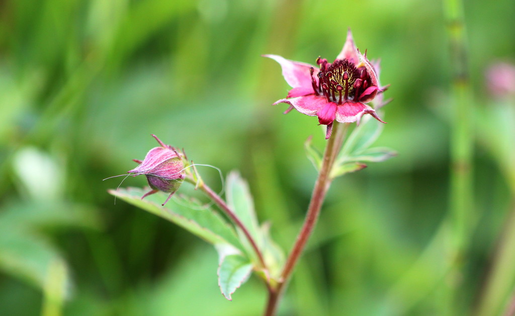 Marsh Cinquefoil by lifeat60degrees