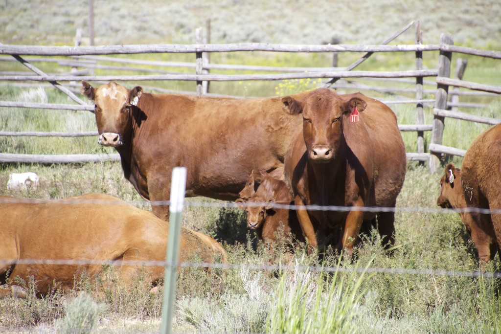 Montana Cows #3: Red Angus with babies! by jetr