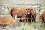 1st Jun 2016 - Montana Cows #3: Red Angus with babies!
