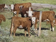 2nd Jun 2016 - Montana Cows #4: Herefords