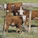 Montana Cows #4: Herefords by jetr