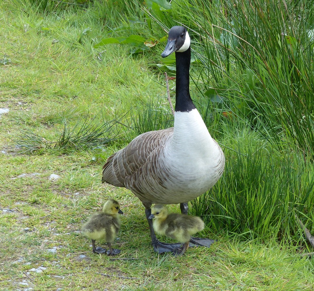 Canada Goose and Goslings by susiemc
