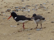 26th Jun 2016 - Oystercatcher and Chick