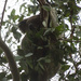 hangin around by koalagardens