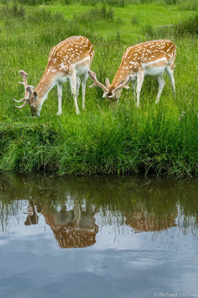 Grazing Deer by rjb71