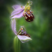 Bee Orchid by shepherdmanswife