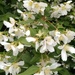 The mock orange came out while we were away by cpw