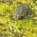 Baby Softshell Turtle by tosee