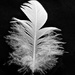 Feather by kjarn
