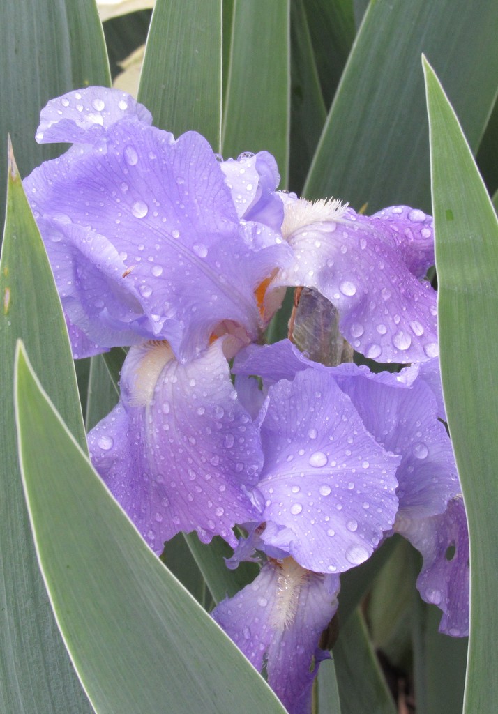 Iris After the Rain by mlwd
