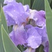 Iris After the Rain by mlwd