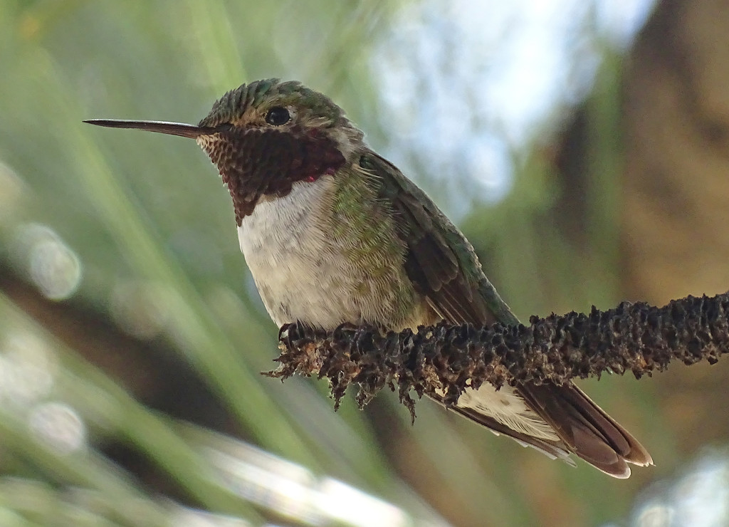 Broad-tailed Hummingbird by annepann