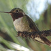 Broad-tailed Hummingbird by annepann