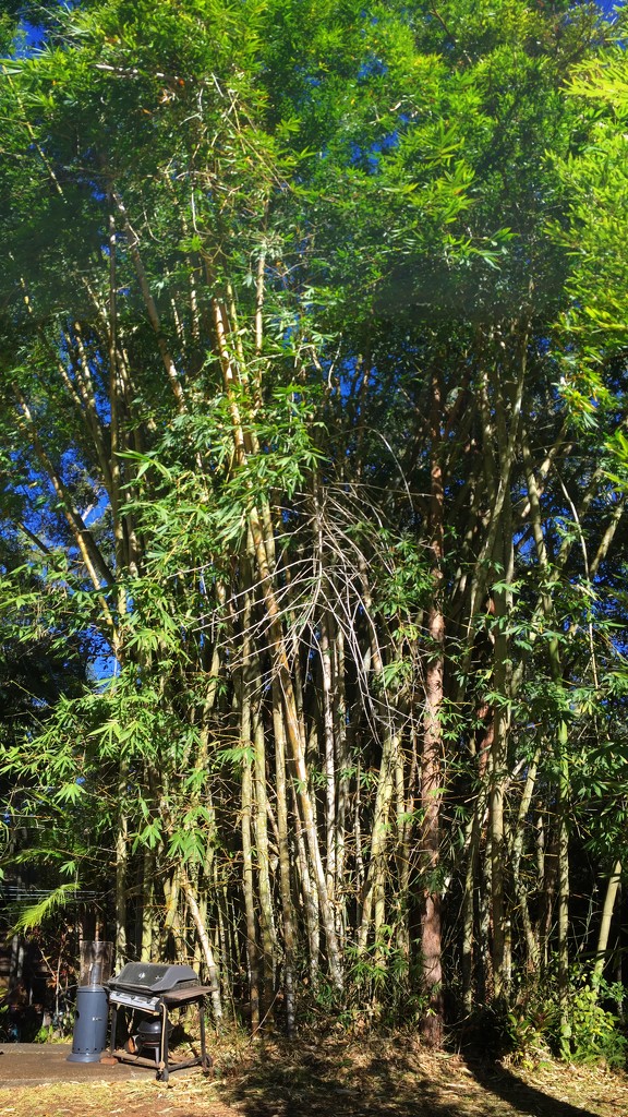 Bamboo by susiangelgirl