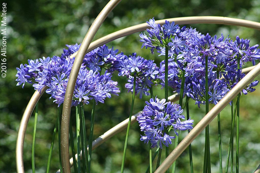 Agapanthus Display by falcon11