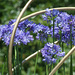 Agapanthus Display by falcon11