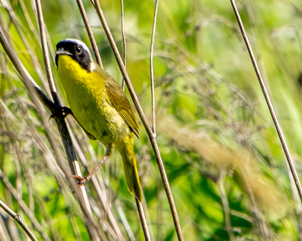 Common Yellowthroat by rminer