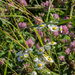 Fleabane and Clover by rminer