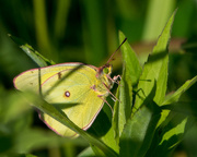 24th Jun 2016 - Green Eyed Sulphur Butterfly