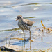 Spotted Sandpiper Walks on Water by rminer