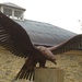 Bronze sculpture of "The Haast Eagle " (extinct) Queenstown by Dawn