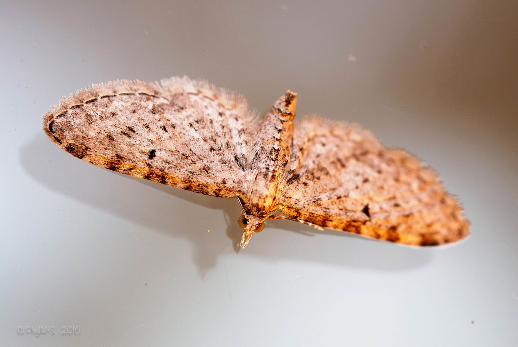 Tiny Moth by elatedpixie