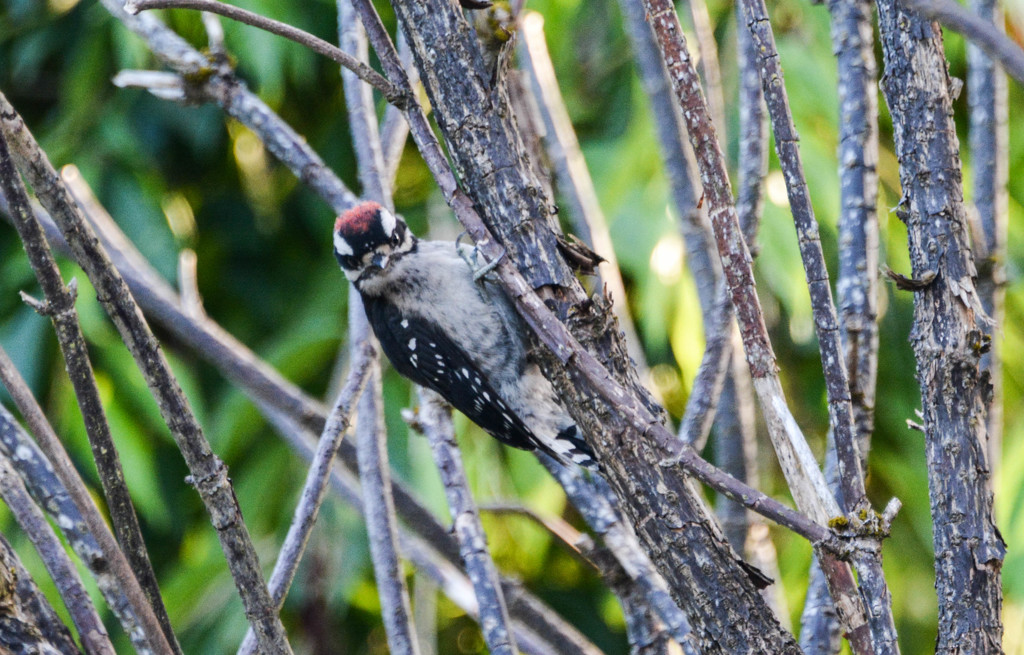 ~Downy Woodpecker~ by crowfan