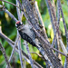 ~Downy Woodpecker~ by crowfan