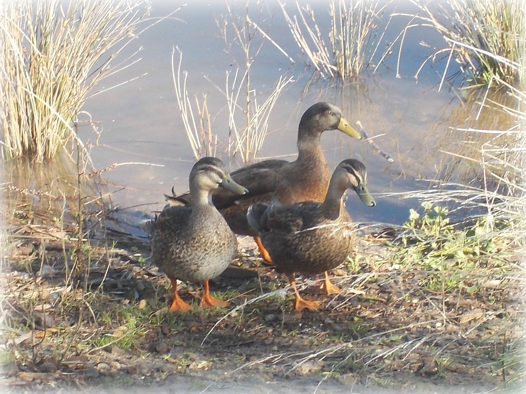 three pretty ducks by cruiser