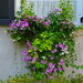 Flower box, historic district, Charleston, SC by congaree